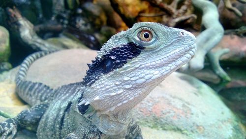 Close-up of lizard