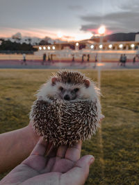 Close-up of hand holding dandelion on land