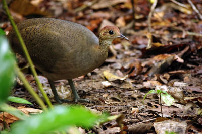 Close-up of a bird on field