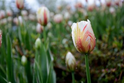 Close-up of fresh flower blooming in garden