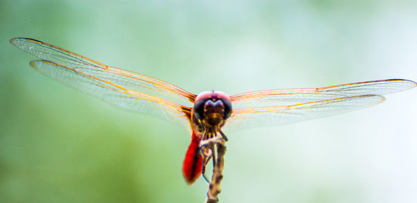 Close-up of insect