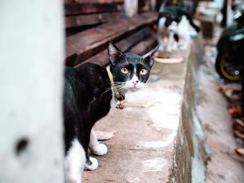 Portrait of cat on outdoors