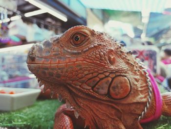 Close-up of a lizard