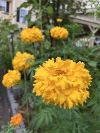 plant