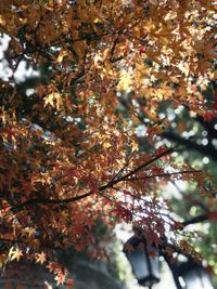 Low angle view of maple tree