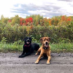 Portrait of dog standing against plants