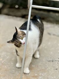animal