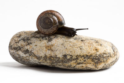 Close-up of snail on rock against white background