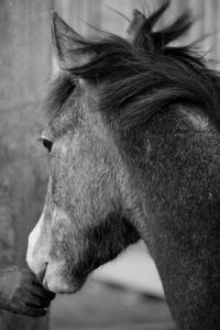 Close-up of a horse