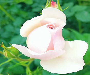 Close-up of pink rose flower