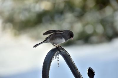 Close-up of bird perching against sky