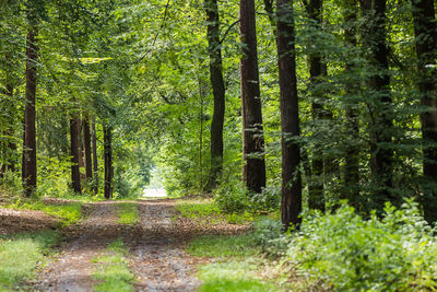 Trees in forest