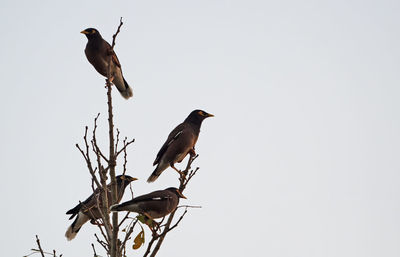 Low angle view of birds perching on branch against clear sky