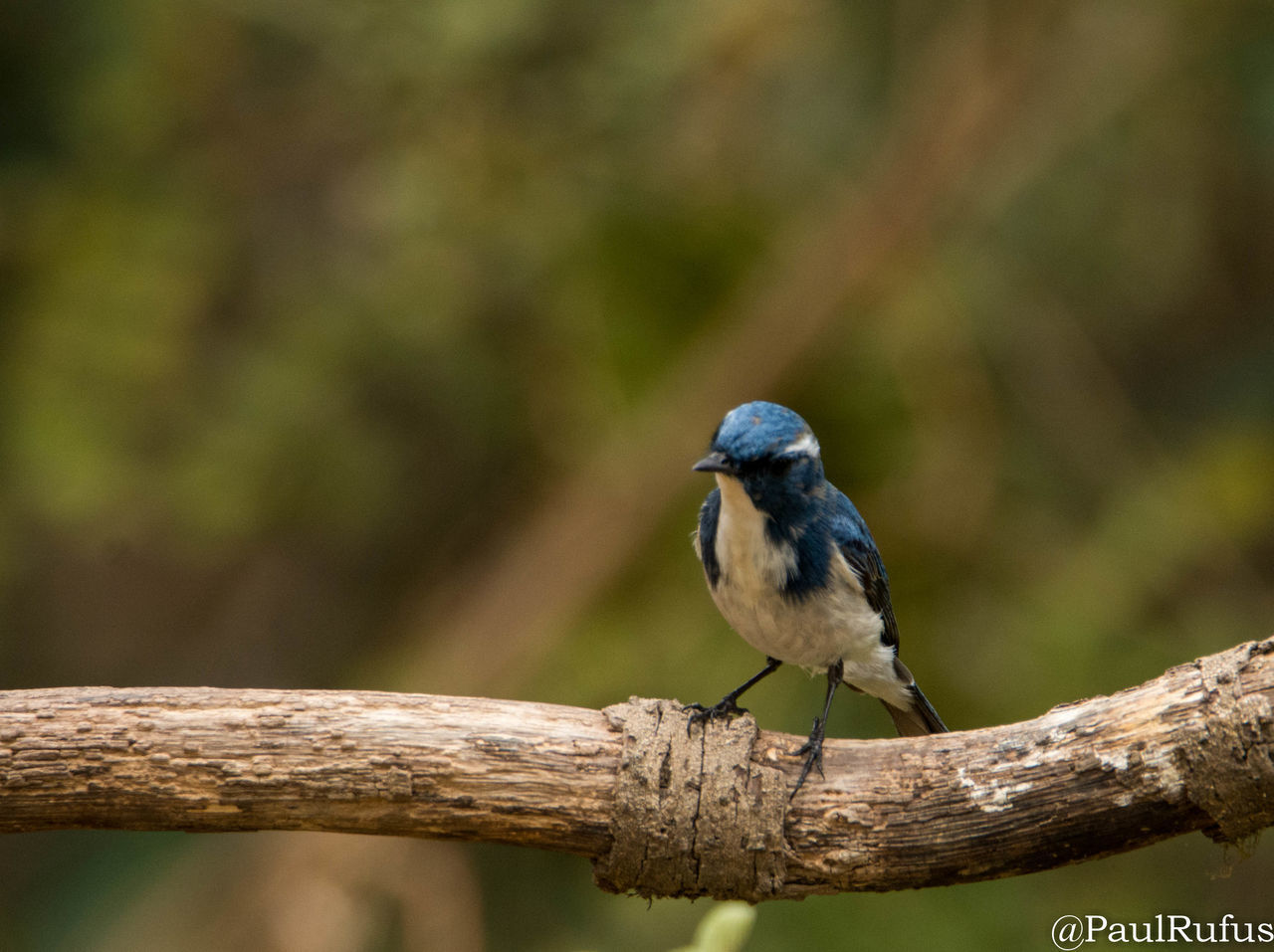 BIRD PERCHING ON A BRANCH