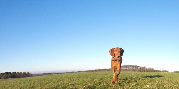 Portrait of dog on field against clear blue sky