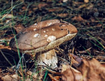 Close-up of mushroom on field