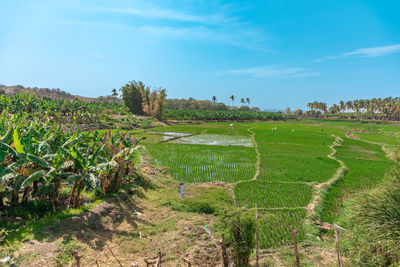 Scenic view of field against sky