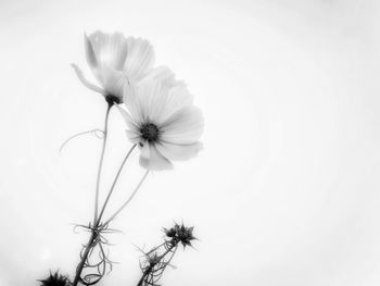 Low angle view of flowering plant against sky