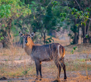 Portrait of waterbuck standing on field in forest