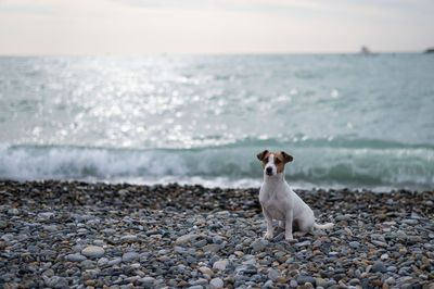 Dog running on beach