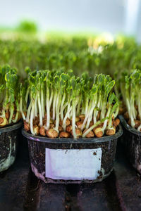 Close-up of food on table