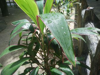 Close-up of wet plant in yard