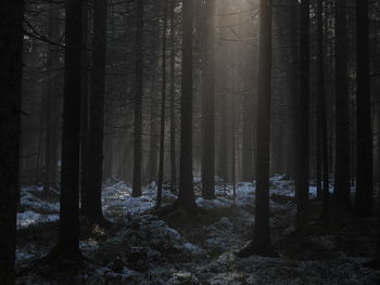 Trees in forest