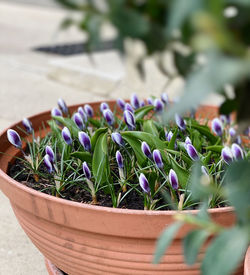 Close-up of potted plant