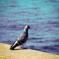 Close-up of seagull perching on rock