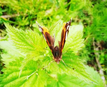 Close-up of insect on plant