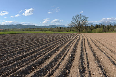 Scenic view of agricultural field against sky