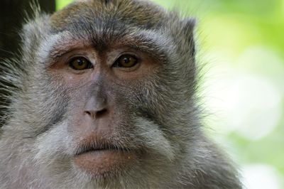 Close-up portrait of monkey