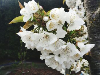 Close-up of white cherry blossoms
