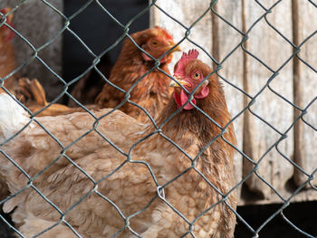 domestic animals