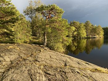 Scenic view of pine trees by lake in evening light against sky