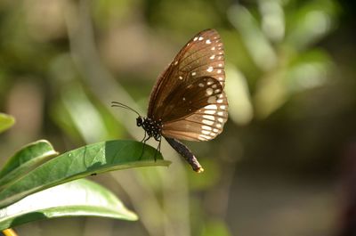 Close-up of butterfly on leaf