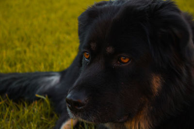 Close-up of black dog