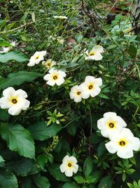 High angle view of white flowering plants