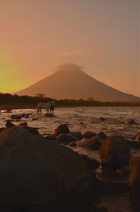 Horse standing at lake against sky during sunset