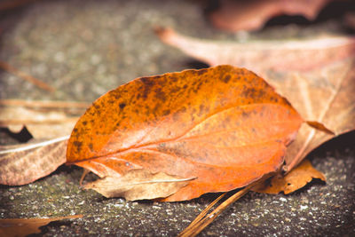 Close-up of wet maple leaf during autumn