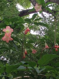 Low angle view of pink flowers