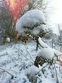 Close-up of frozen tree during winter