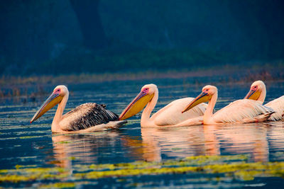 Birds in water