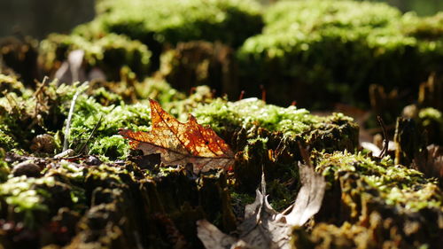 Close-up of dry leaves on moss