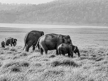 Horses grazing on field