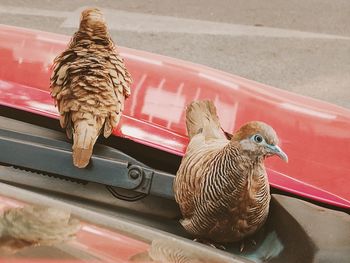 High angle view of birds