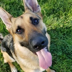 Close-up portrait of dog on field