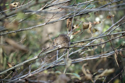 Bird perching on branch