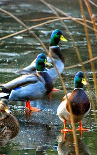 Close-up of birds perching on lake