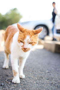 Close-up of cat looking away on footpath